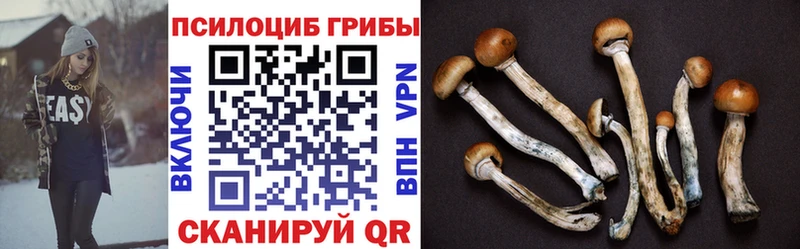 где купить наркотик  Боровичи  Галлюциногенные грибы Psilocybine cubensis 